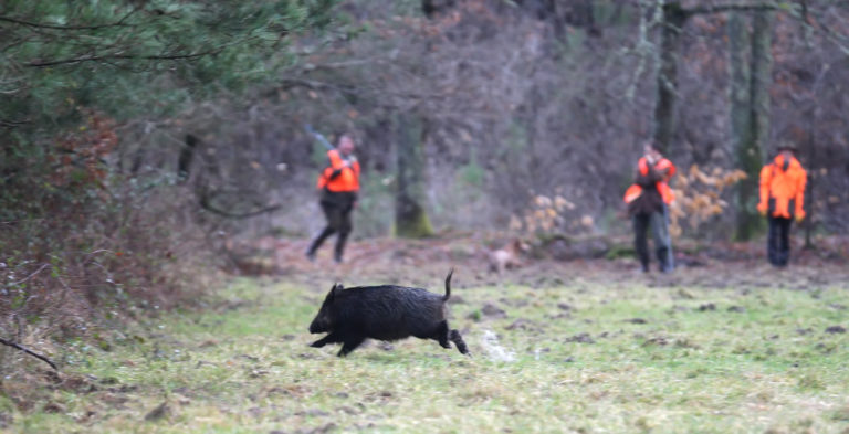 Chasse anticipée grand gibier